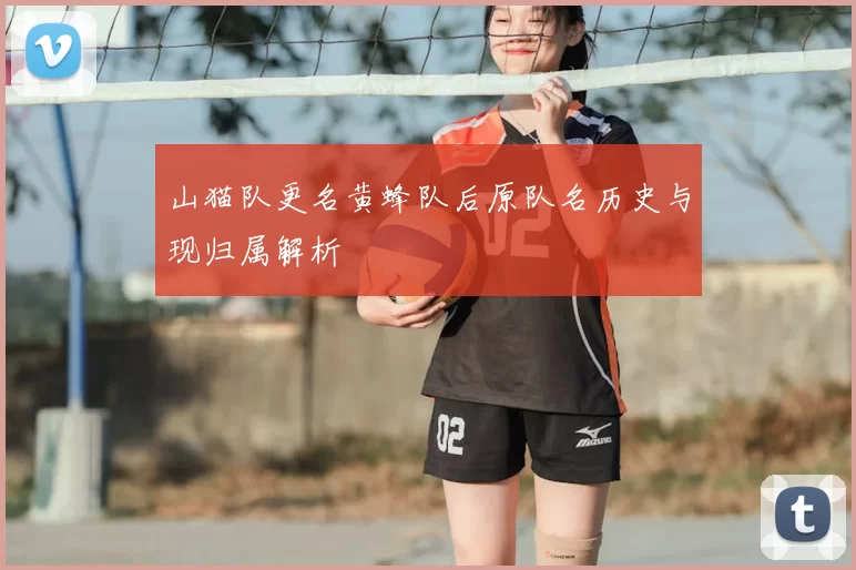 山猫队更名黄蜂队后原队名历史与现归属解析